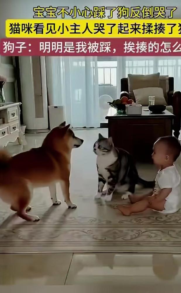 小宝宝玩耍时不小心踩到柴犬，自己反倒委屈地哭了起来。一旁的猫咪见状立刻护主，当即