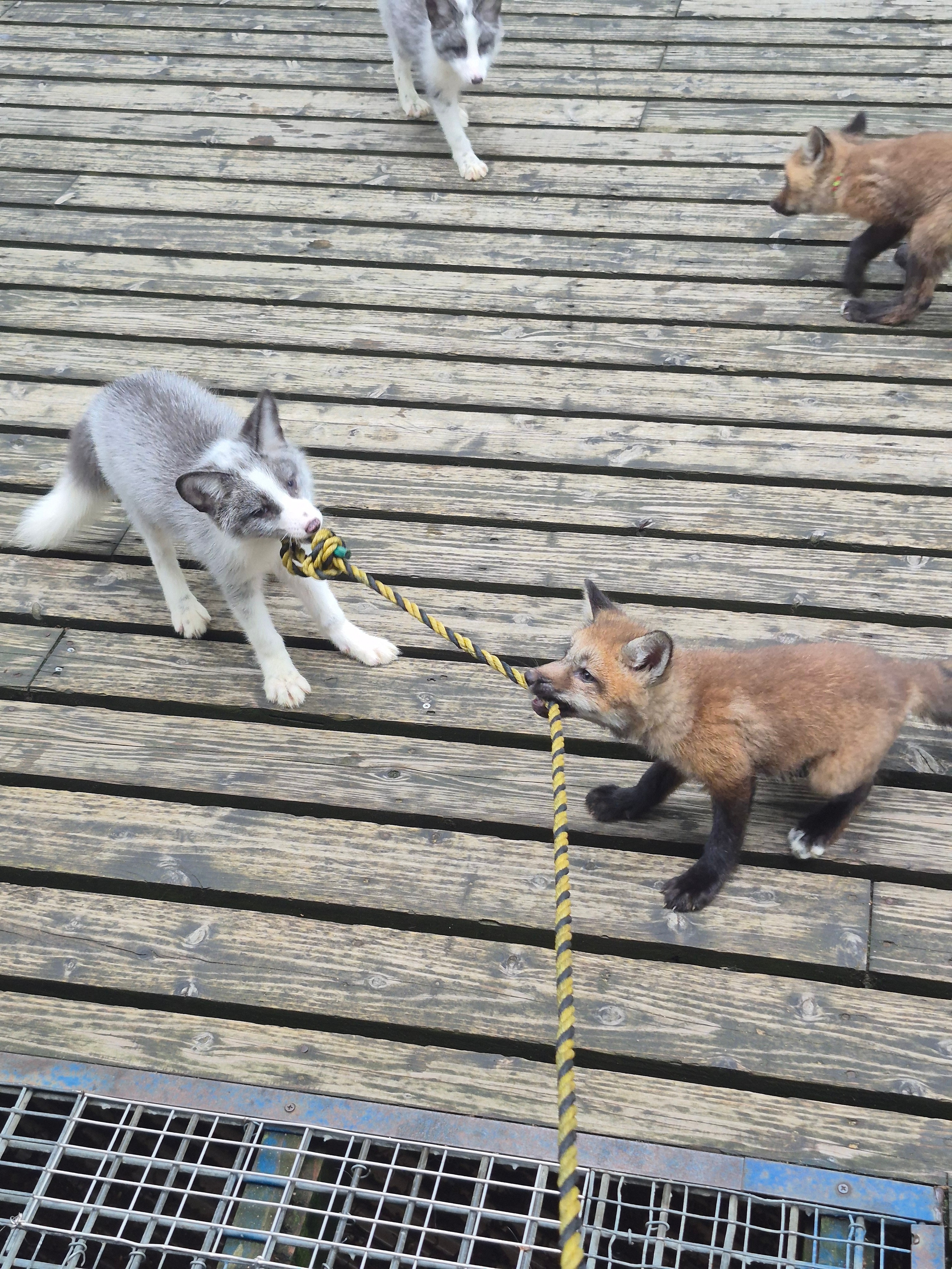 狐狸 狐狸村的小狐狸们在玩拔河©️kon_fox_village 
