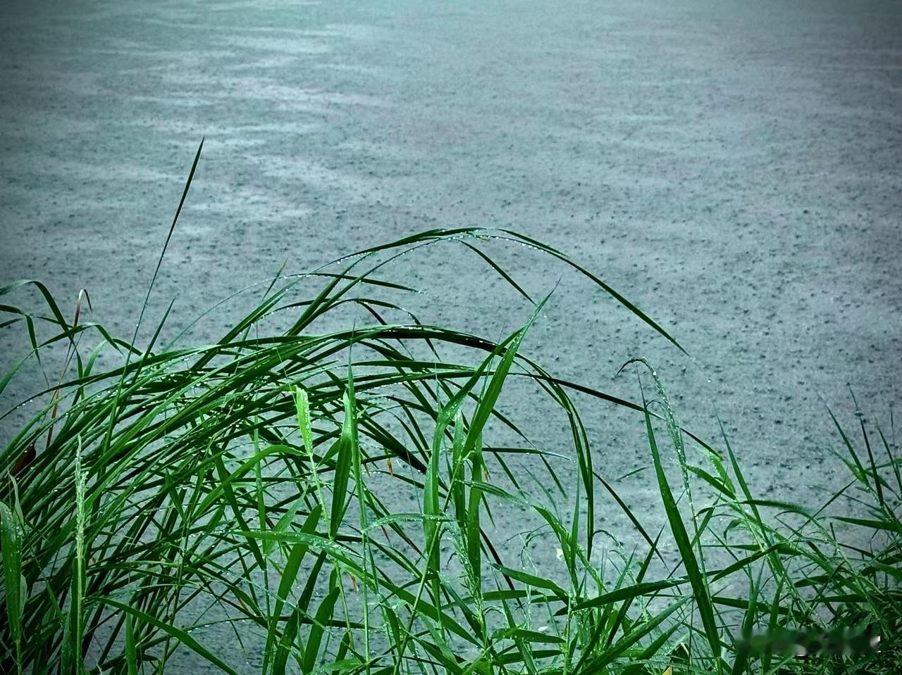 一场酣畅淋漓的雨
              （原创）


当沉闷的酷暑锁住大地