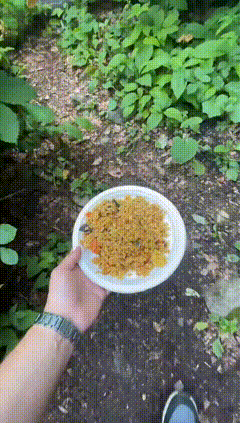 一只不狡猾的狐狸
