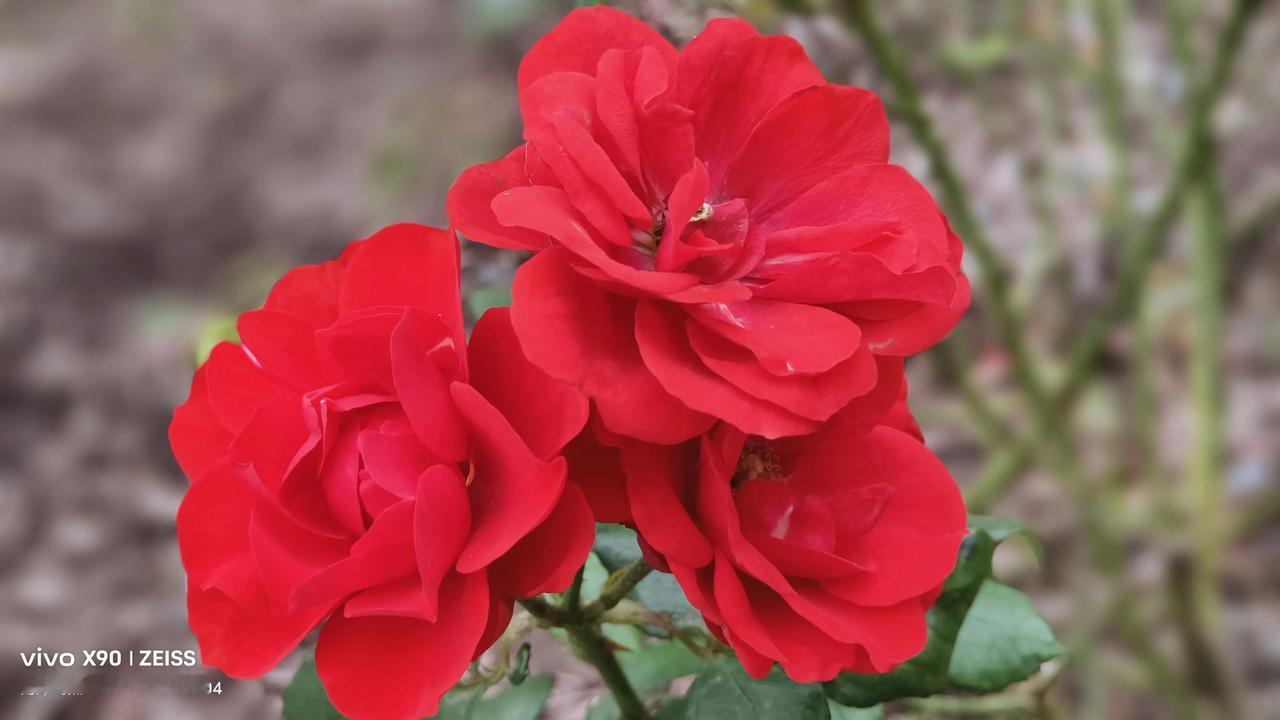 这是生长在上海黄兴公园的月季，月季也被称为“花中皇后”，她花荣秀美，姿色多样，四
