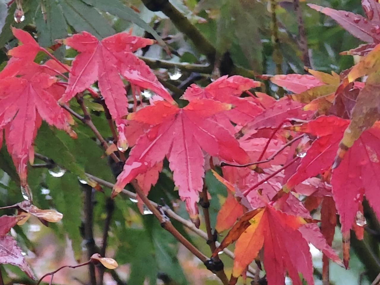 我的摄影日记枫叶、爬墙虎红了叶、白果、白蜡黄了树。秋天美的不要不要的，置身其中，