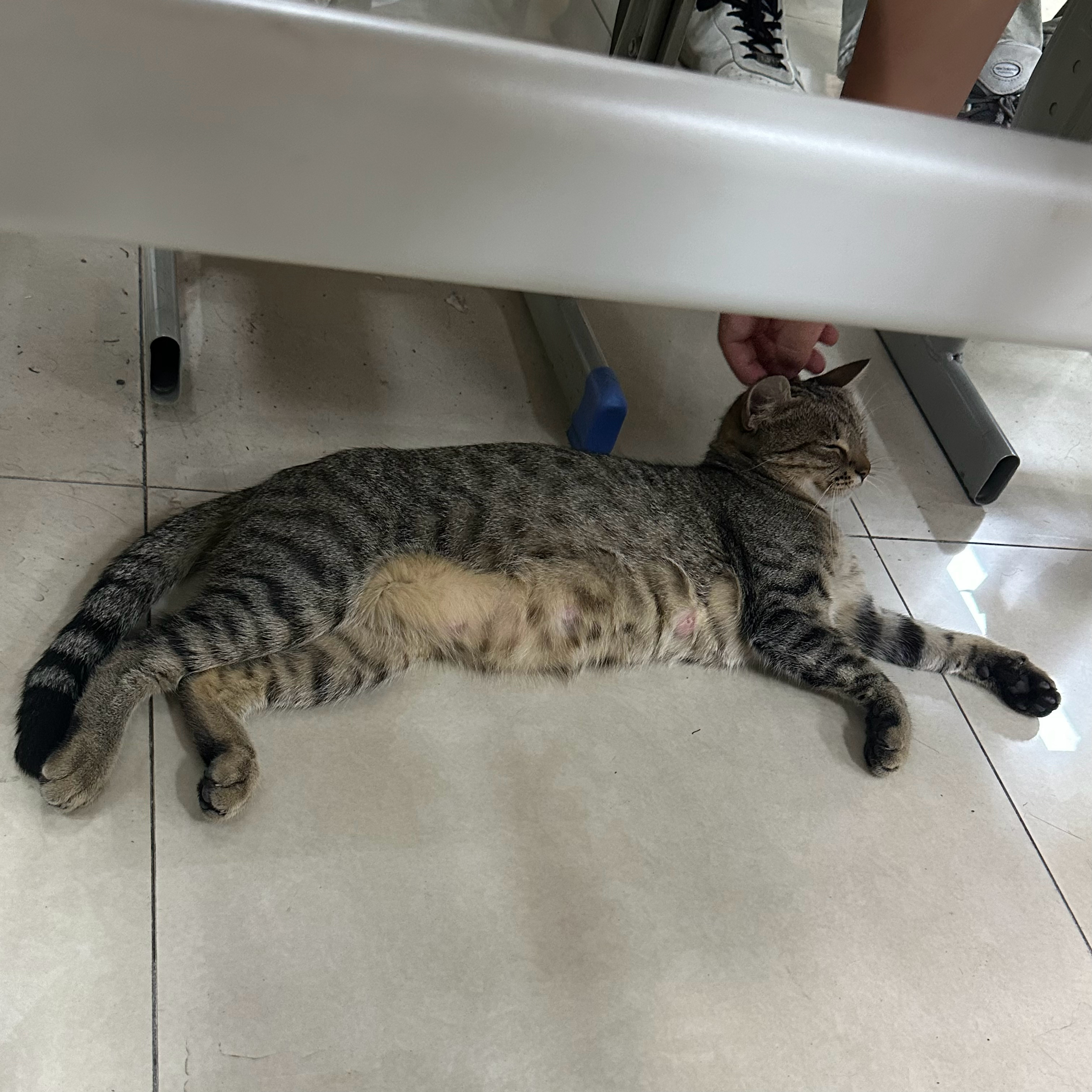 后座来了一只小猫