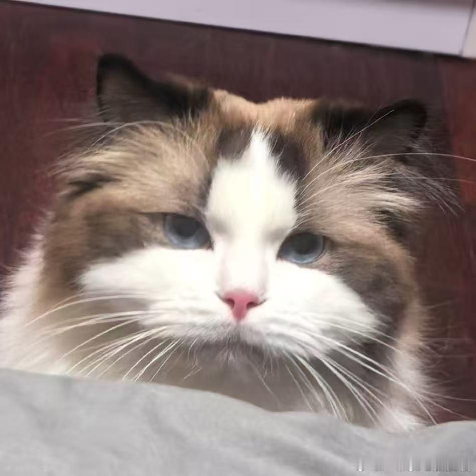 左航换头像 简单一个头像，就能看出左航的温柔与真诚，喜欢小动物的人真的很加分 