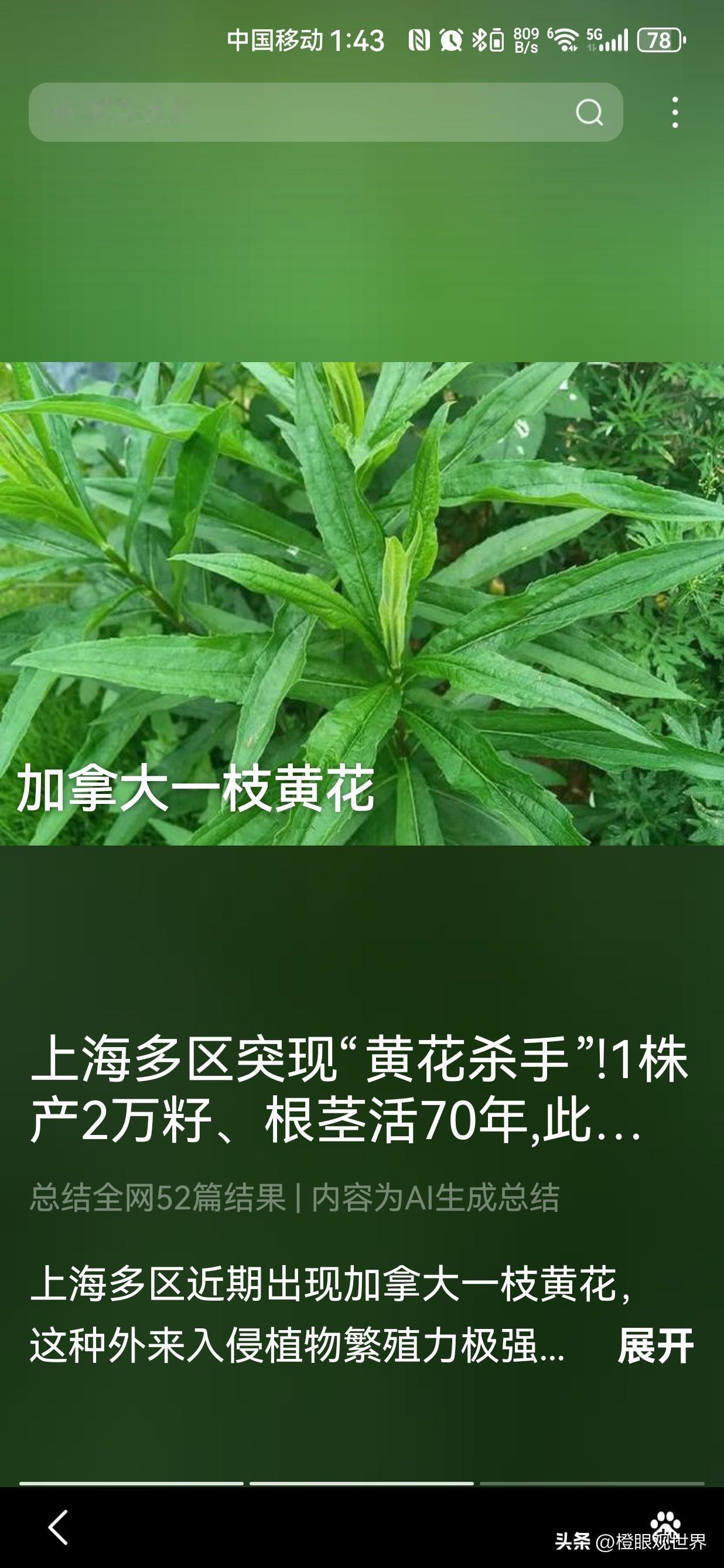 上海多区突现“黄花杀手”！1株产2万籽、根茎活70年，此花开处寸草不生，发现必须