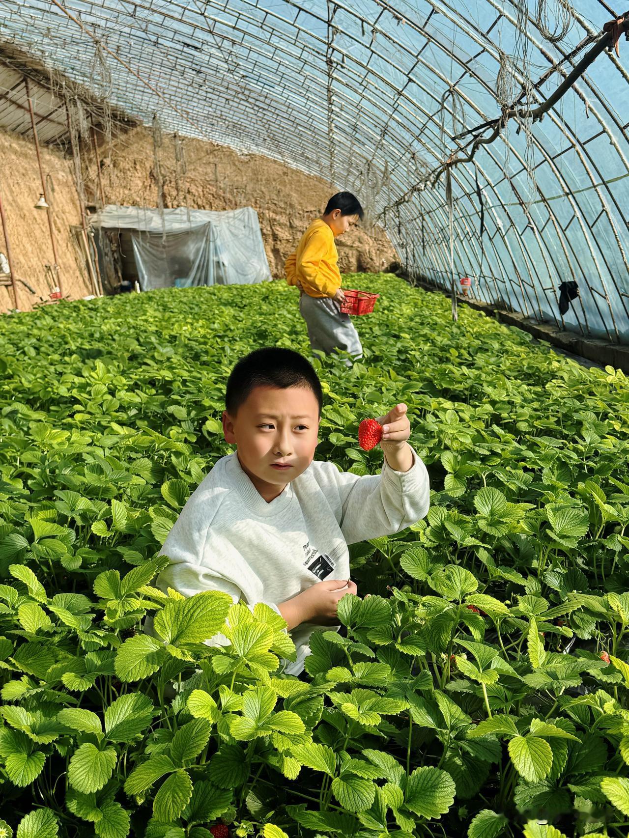 这颗草莓我盯很久了
大棚里的快乐
是亲手摘的甜

盯着这大棚里的草莓和俩孩子，突