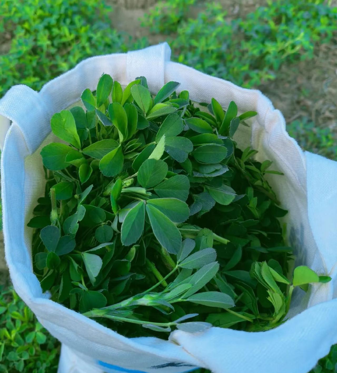 今日晚餐丨时令尝鲜苜蓿菜馍！
这两天正是吃苜蓿的季节
早上跟妹妹出门在路边掐了两