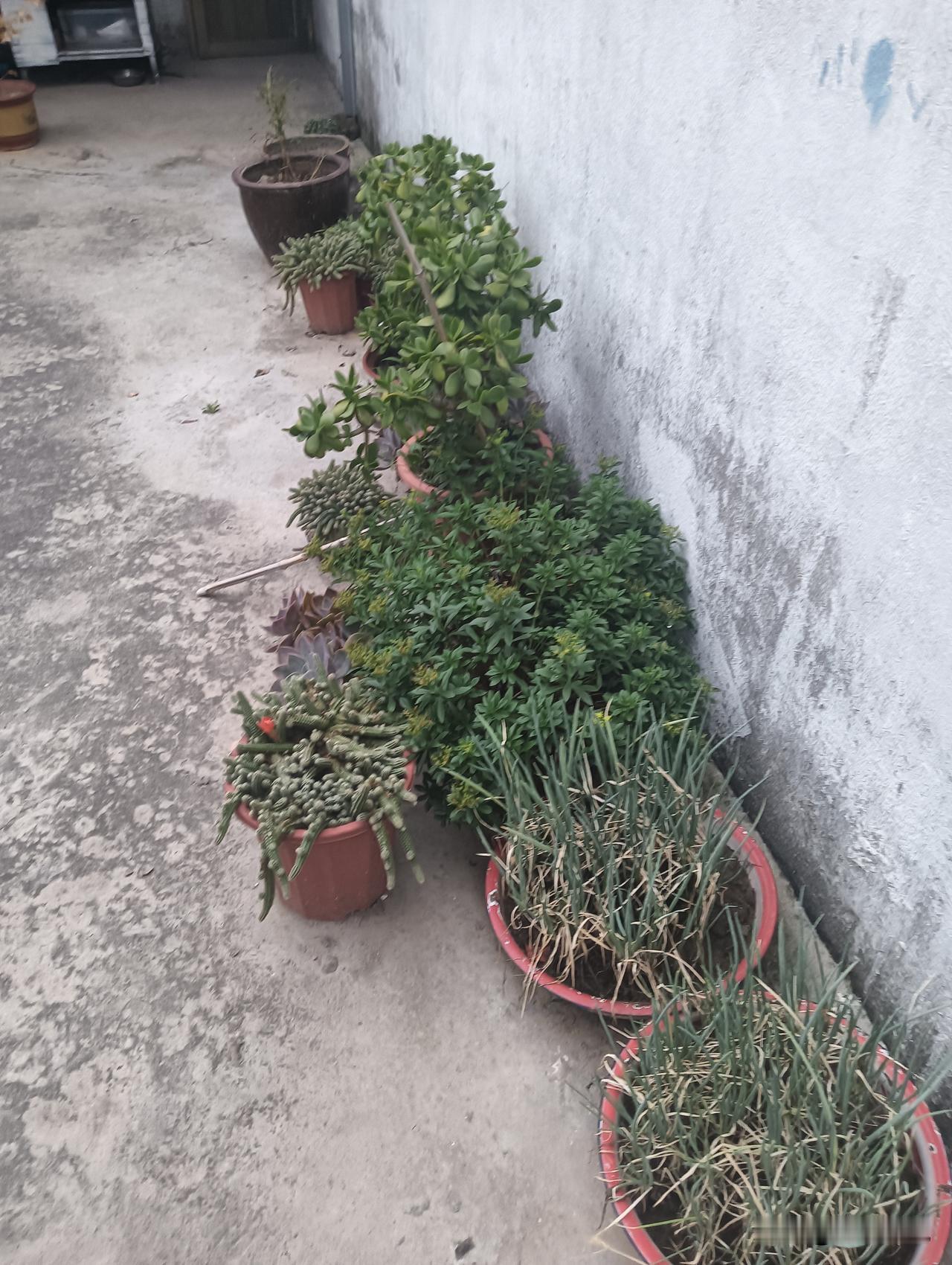 小院绿植角，生机盎然，自然之美。