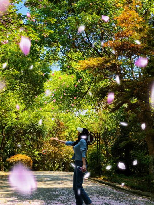 交换南京的春天🌸樱花、紫藤、斜塔与茶园