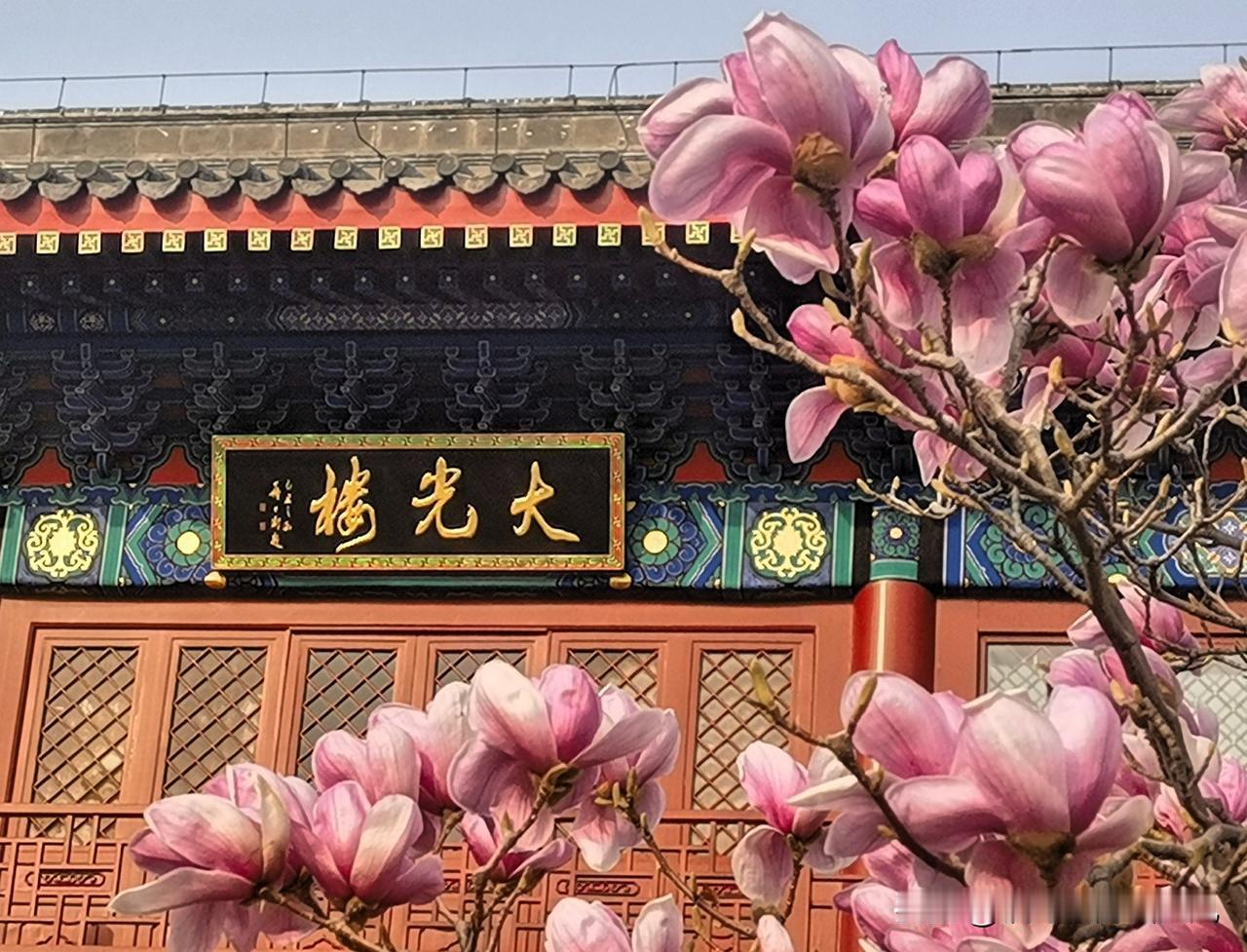 北京城市副中心，千年大运河旁的验粮楼迎来又一个春天，娇媚的紫玉兰花成了东风吻过大