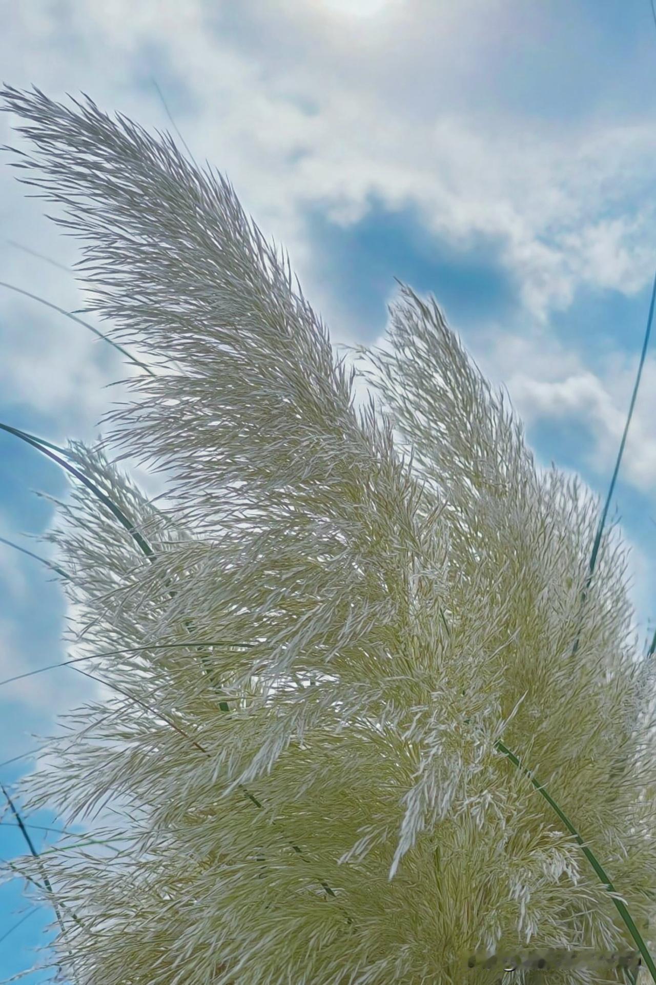 天空中飘着白色的羽毛草，风一吹就跟着云的影子晃，软乎乎的像把夏天的阳光都揉成了细