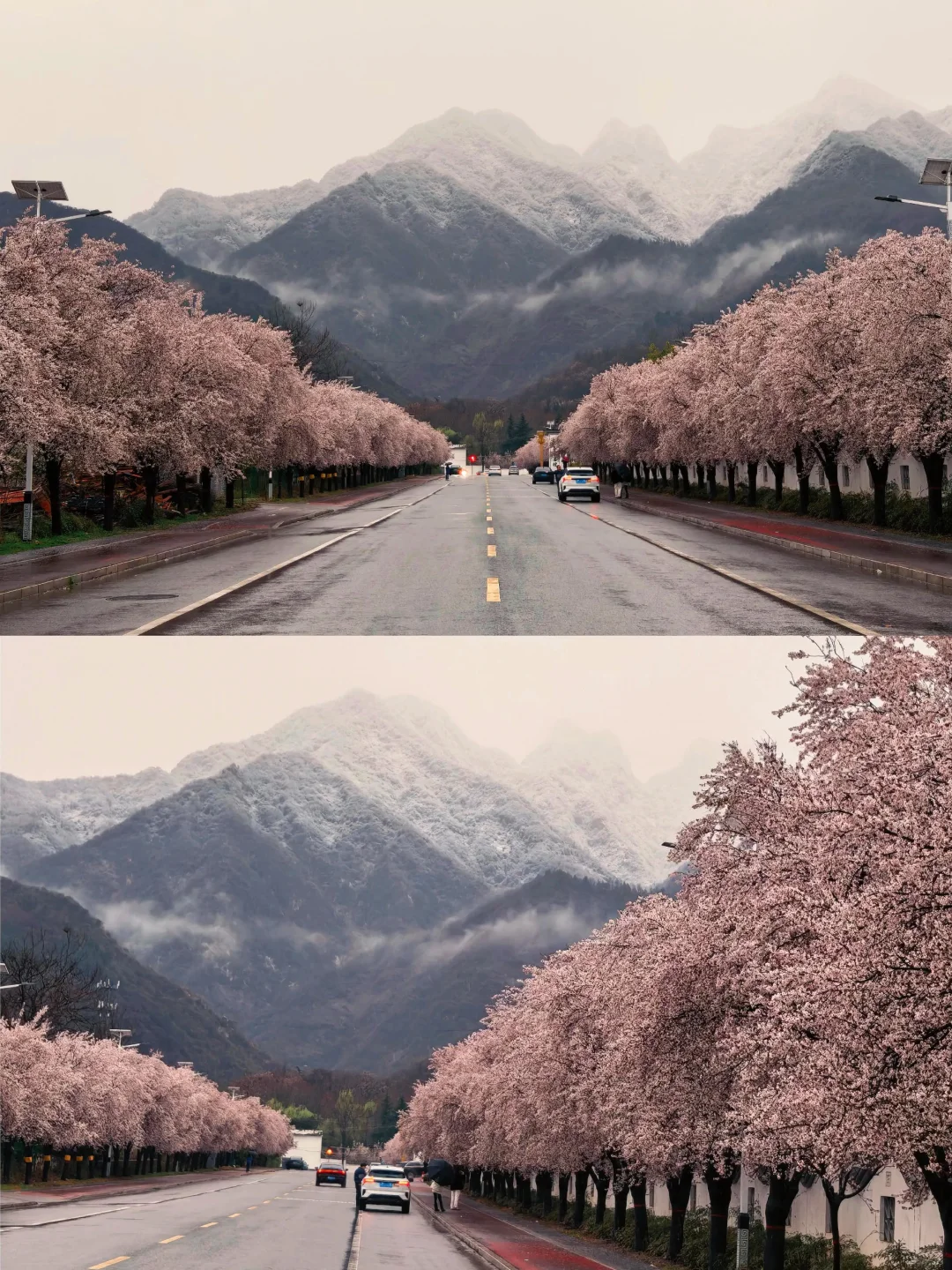 西安小伙伴～明天冲这个地方‼️雪山配樱花🌸