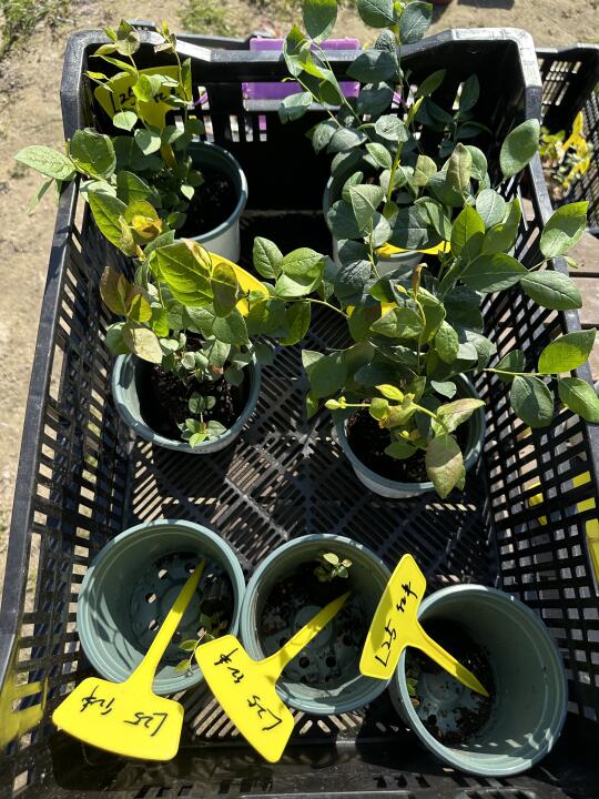植物开箱·蓝莓苗