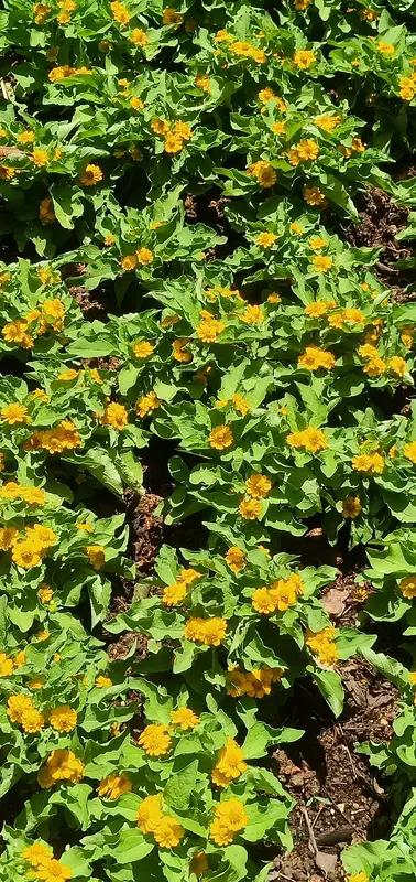 馨漪婉风这首《七绝•一地黄花》太有画面感了。“伊人醉赏万重花，绚丽黄英胜彩霞”，