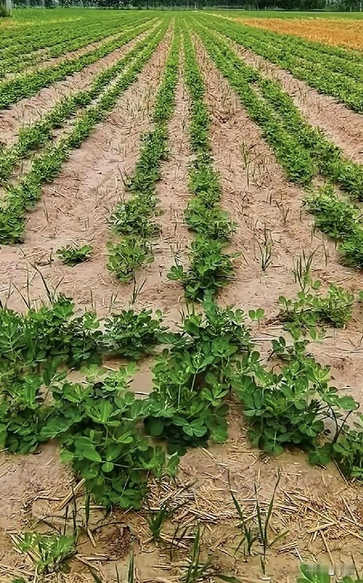 昨日阅读量一万多，收益一块多。不写或者少写，根本一点流量都没有。多写收益又少得可