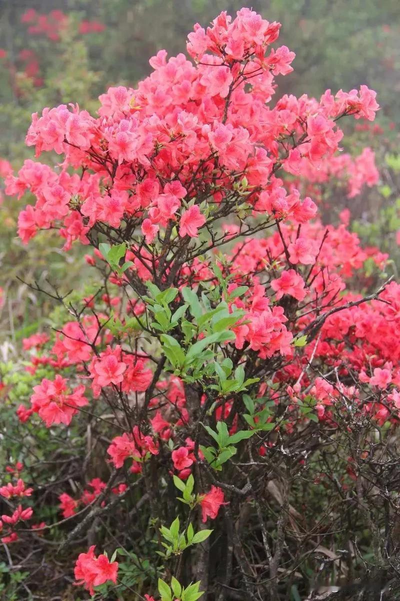 春天在哪里啊
春天在零陵区
