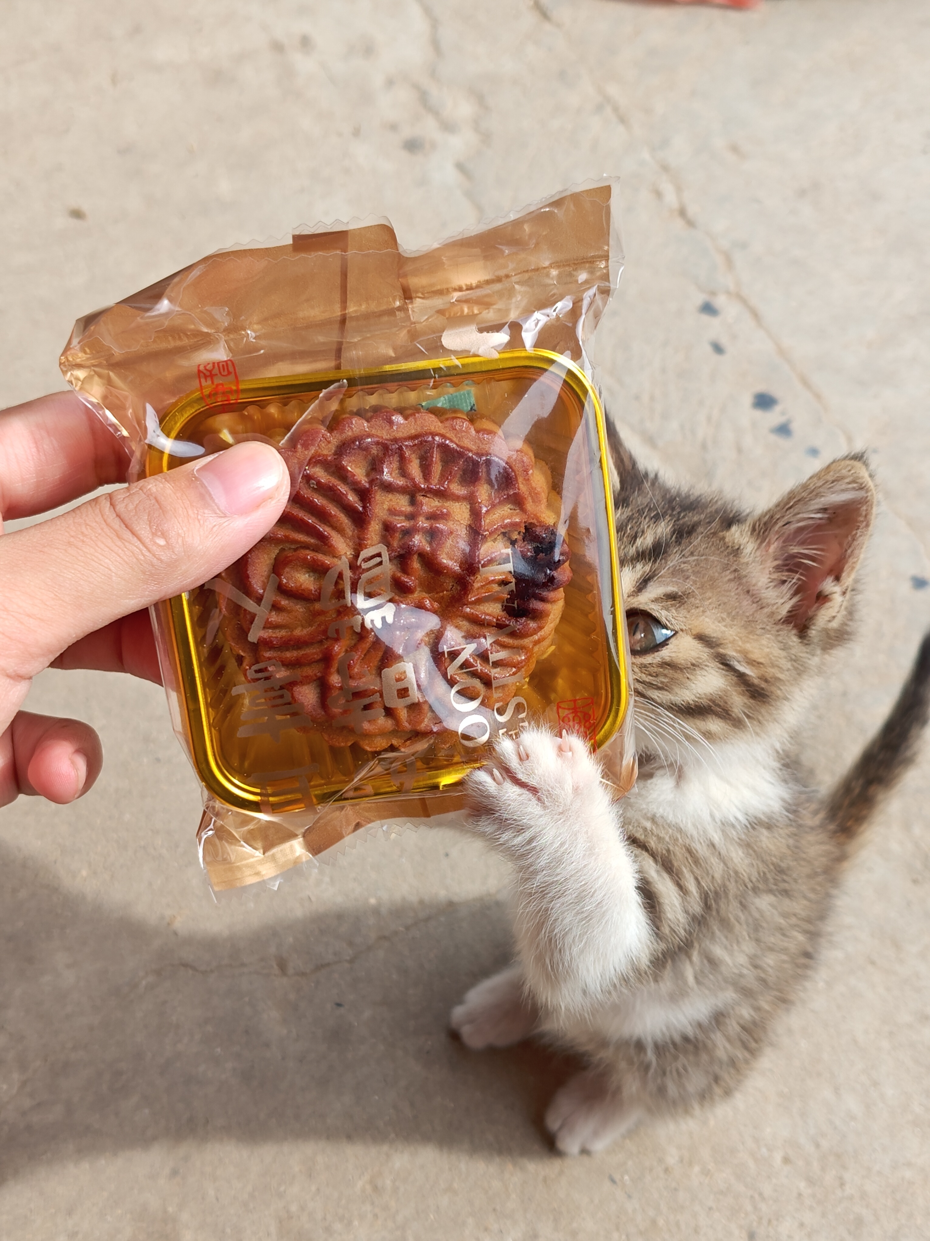 小咪也想吃月饼🥮 ​​​