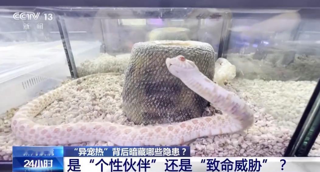 北京黄先生饲养五步蛇手动喂食时被咬，溶血性毒素致大拇指坏死截肢；上海海关曾查获可