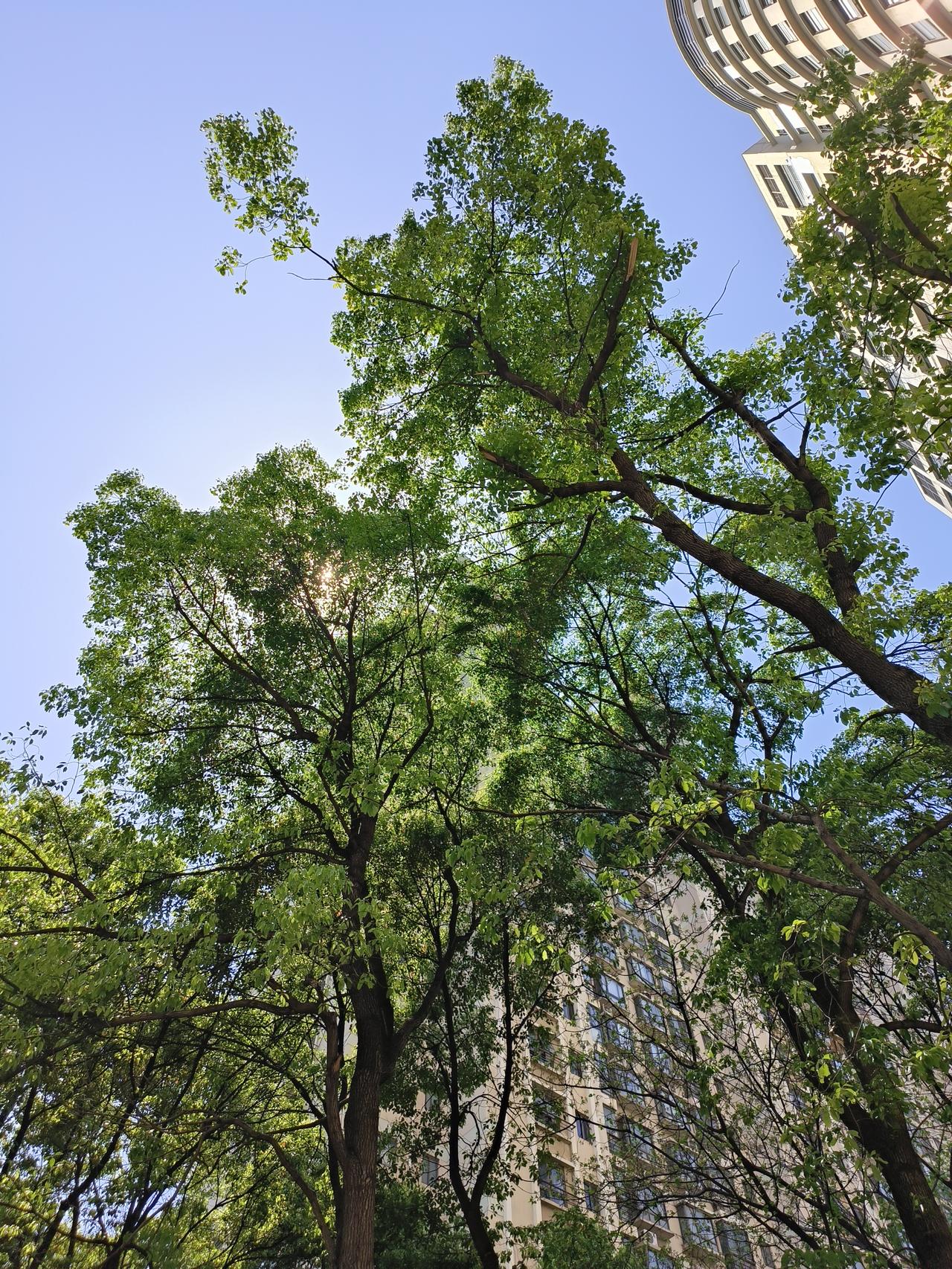 植此青绿，共赴春日种一抹绿，守一方春，让世界因你而更美。