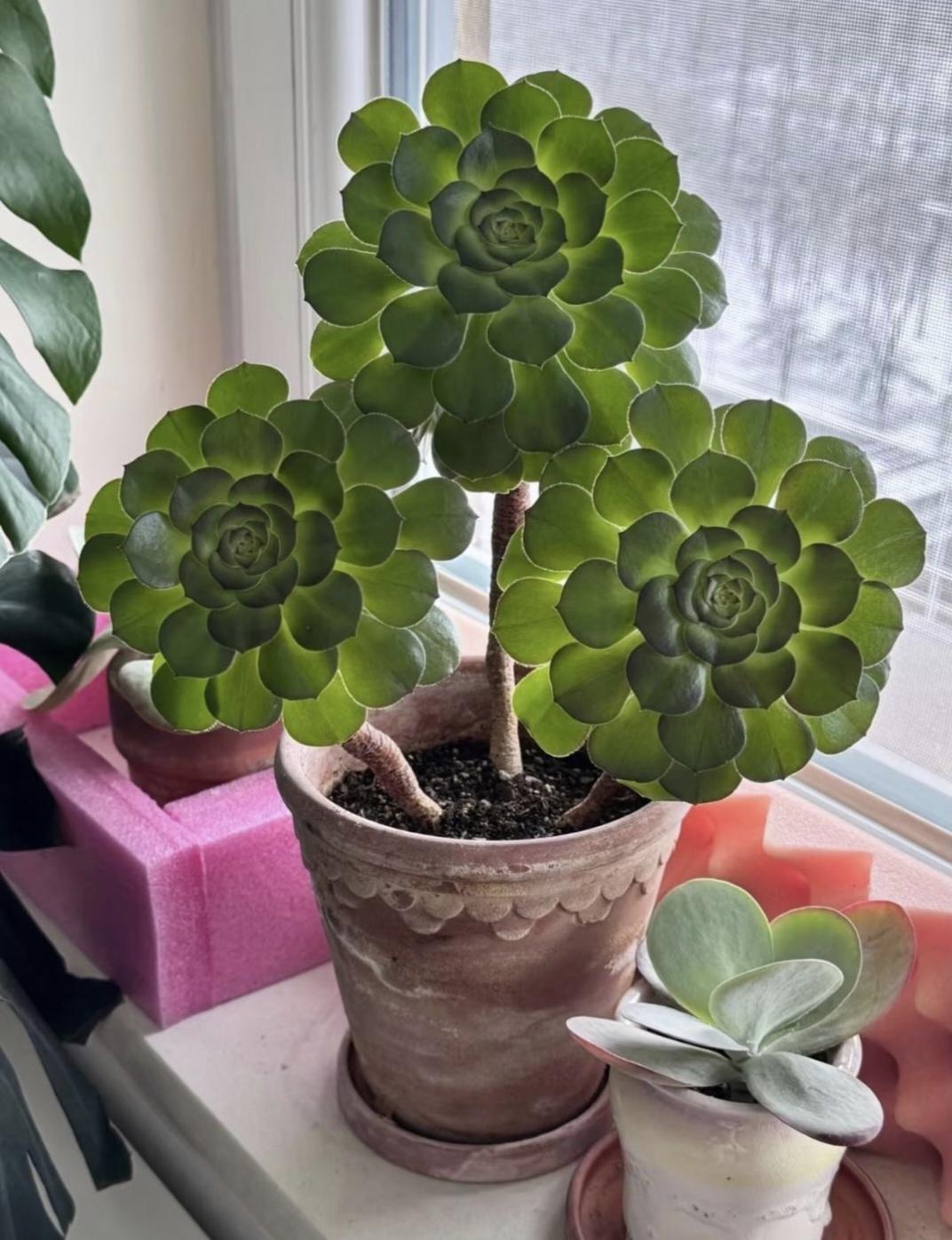 我们村上有一家，兄弟两个。大儿子家生了两个女儿。二儿子家生了两个男孩。弟弟就经常