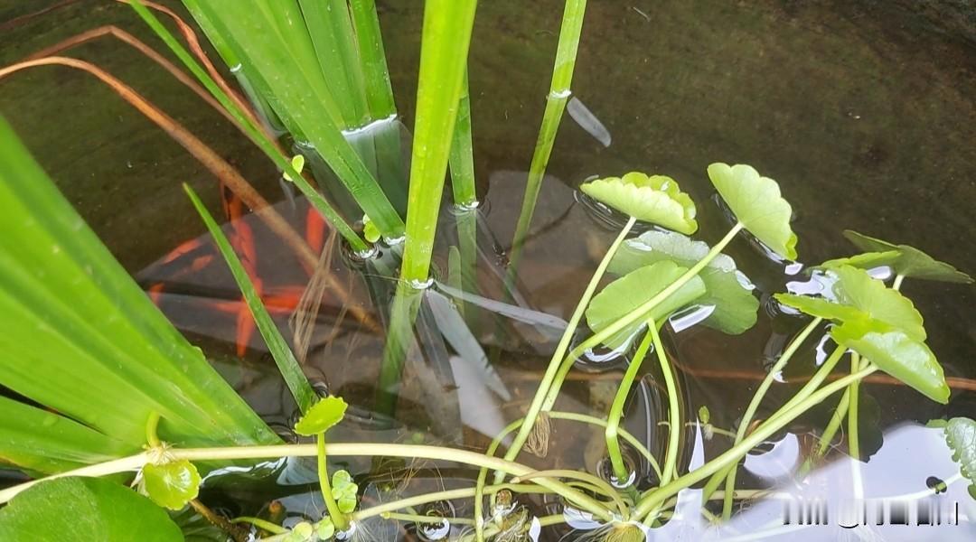 小院一方池水，静享人间清欢
 
小院的小池塘，不用多么精致。
 
几丛绿水草，铜