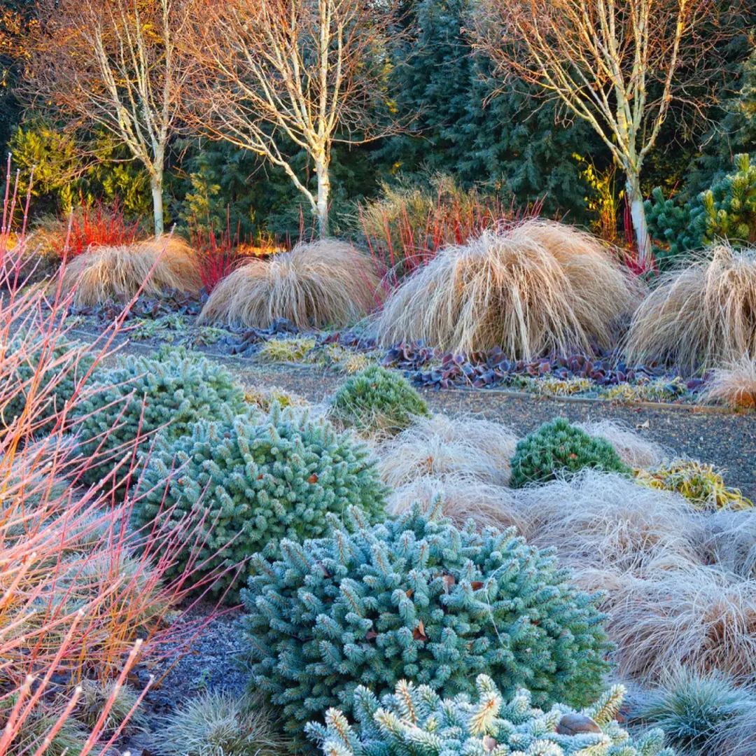 100例花园赏析|79Bressingham Gardens