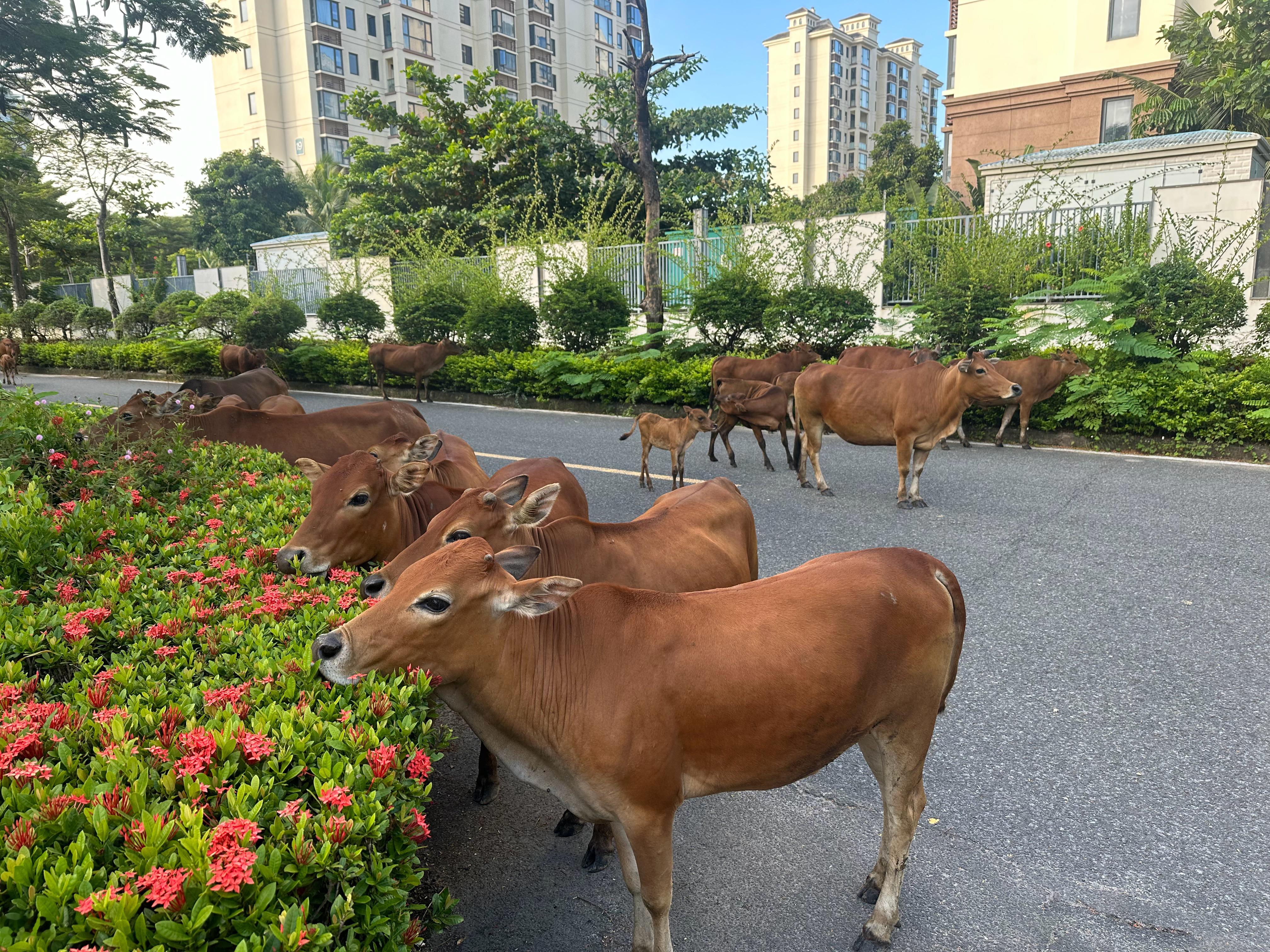 每天早晨吃绿化带的黄牛 ​​​