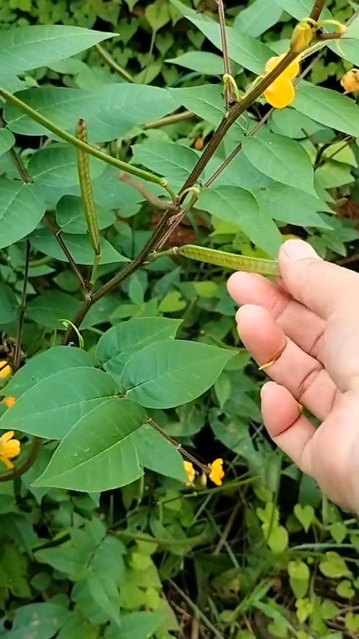 蛇门关。
大家看这个植物可不简单，有它的地方蛇不敢出，没人称蛇门灭。据说它的叶子