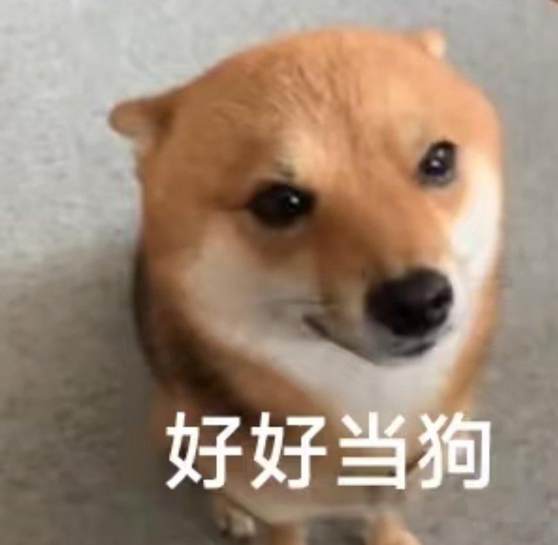 原来狗为了合群也得演戏啊万物皆有社交内卷！狗狗为了合群也被迫营业演戏，配合同伴玩