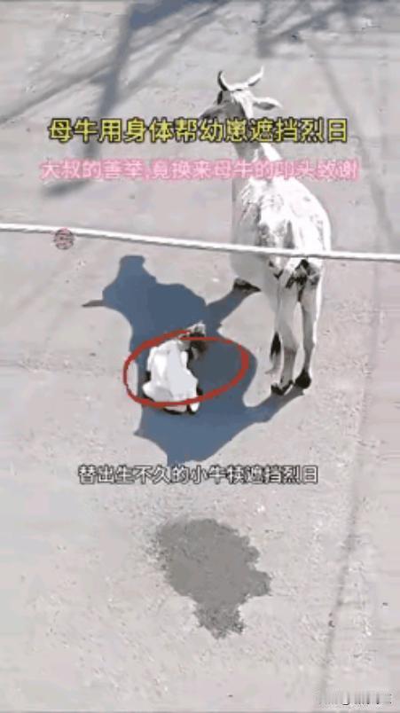 “泪目了！”一头母牛正在路中央生产，那天阳光炙热，小牛犊刚出生就暴露在烈日下，牛