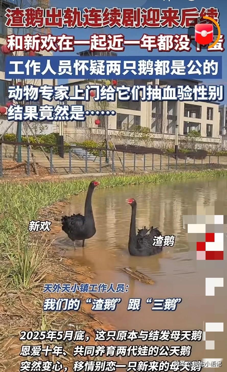 大家还记得一年前，轰动全网出轨的“渣天鹅”和“小三鹅”吗？最近又迎来了不生蛋的后