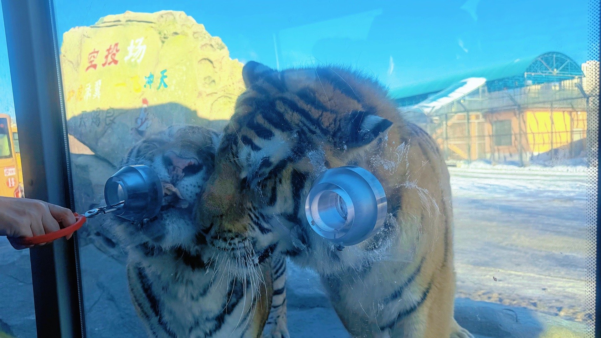 万千气象看龙江 东北虎林园，🐯哈尔滨松花江北岸的虎界顶流聚集地来啦！《说文解字