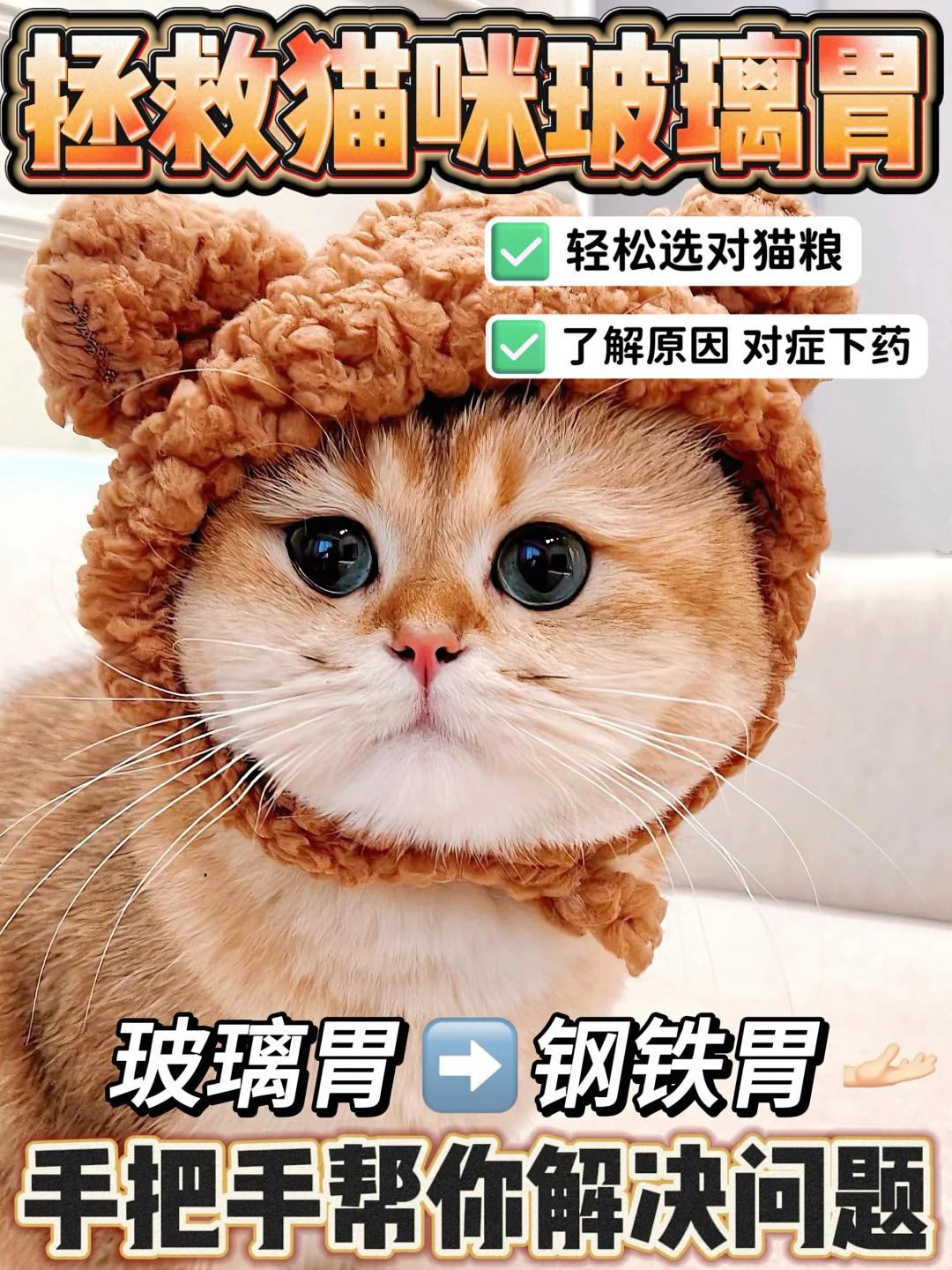 猫咪肠胃差！玻璃胃小猫告别便软拉稀