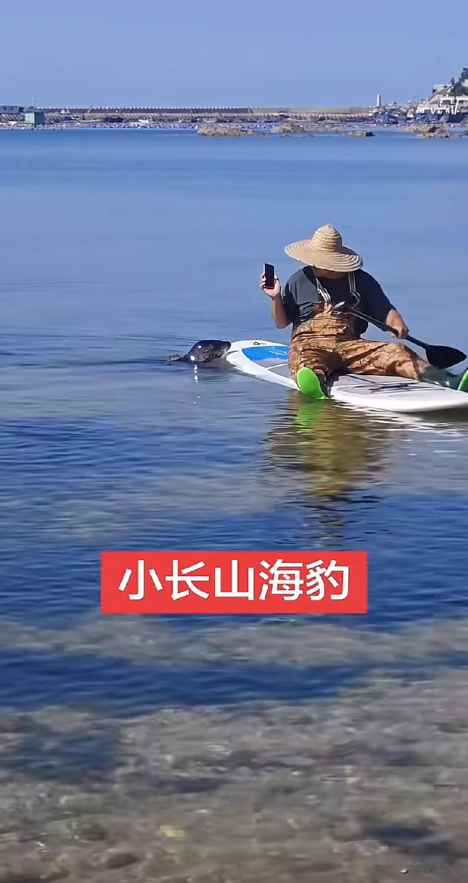 小海豹爬上了水中的舢板，模样憨态可掬，非常的可爱，舢板上的人也非常的友好，并没有