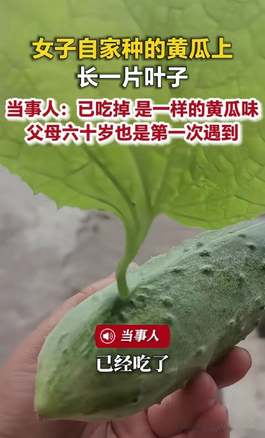黄瓜上面还长着一片绿叶！我长这么大第一次见到这种情况！[赞]