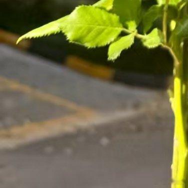 有一天，暴雨突至。红玫瑰被打折了一根枝，花瓣落了一地，像燃尽的火。白玫瑰也被打得