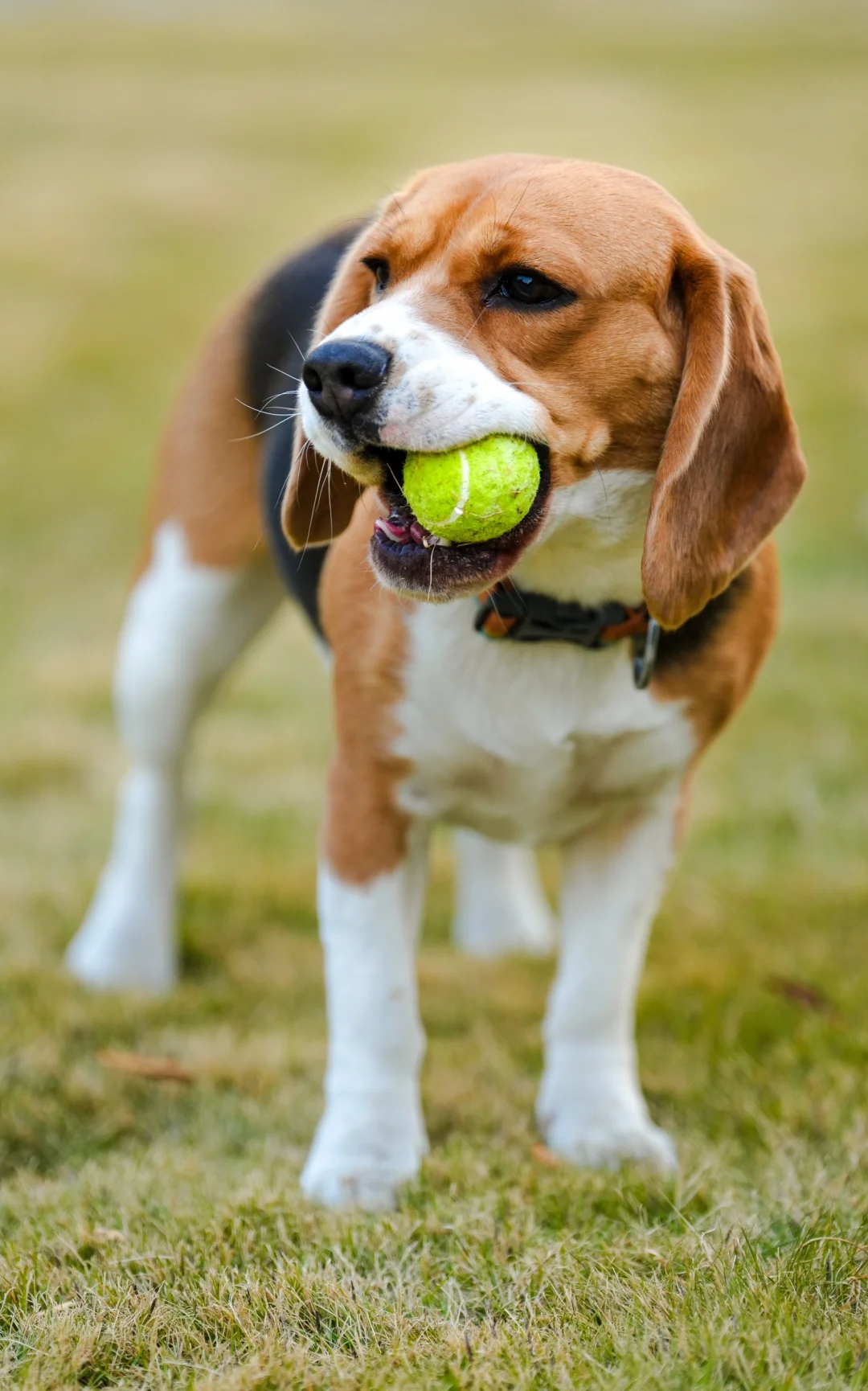 布鲁酱：姨姨们我美么