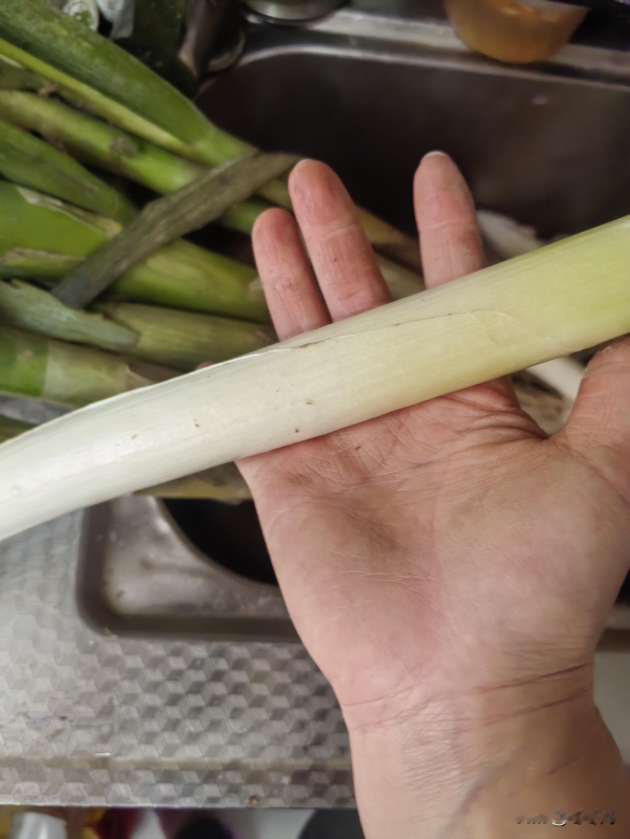 拼多多秒杀 大葱到货
    我在拼多多买过好多次大葱，以前天气凉买5斤大葱差不