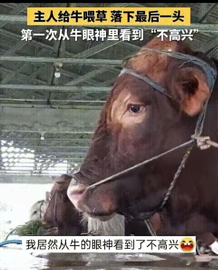 这是成精了！湖北一养殖厂喂牛，主人挨个投喂，唯独漏了队伍最后那头。谁知，它不叫不