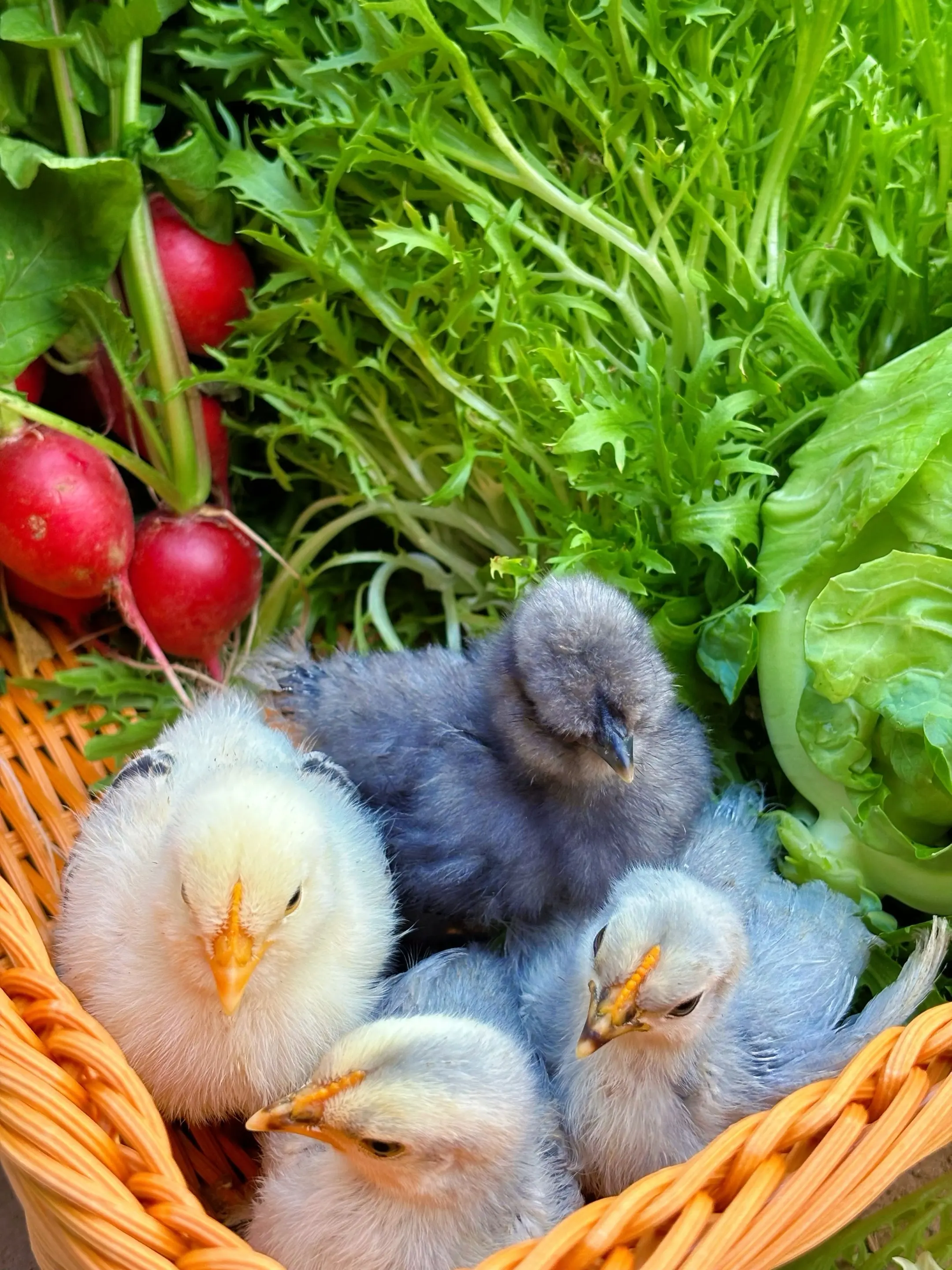 春天向上的生命力，有机有鸡。一切都是向上生长的生命力，向上生长的有机蔬...