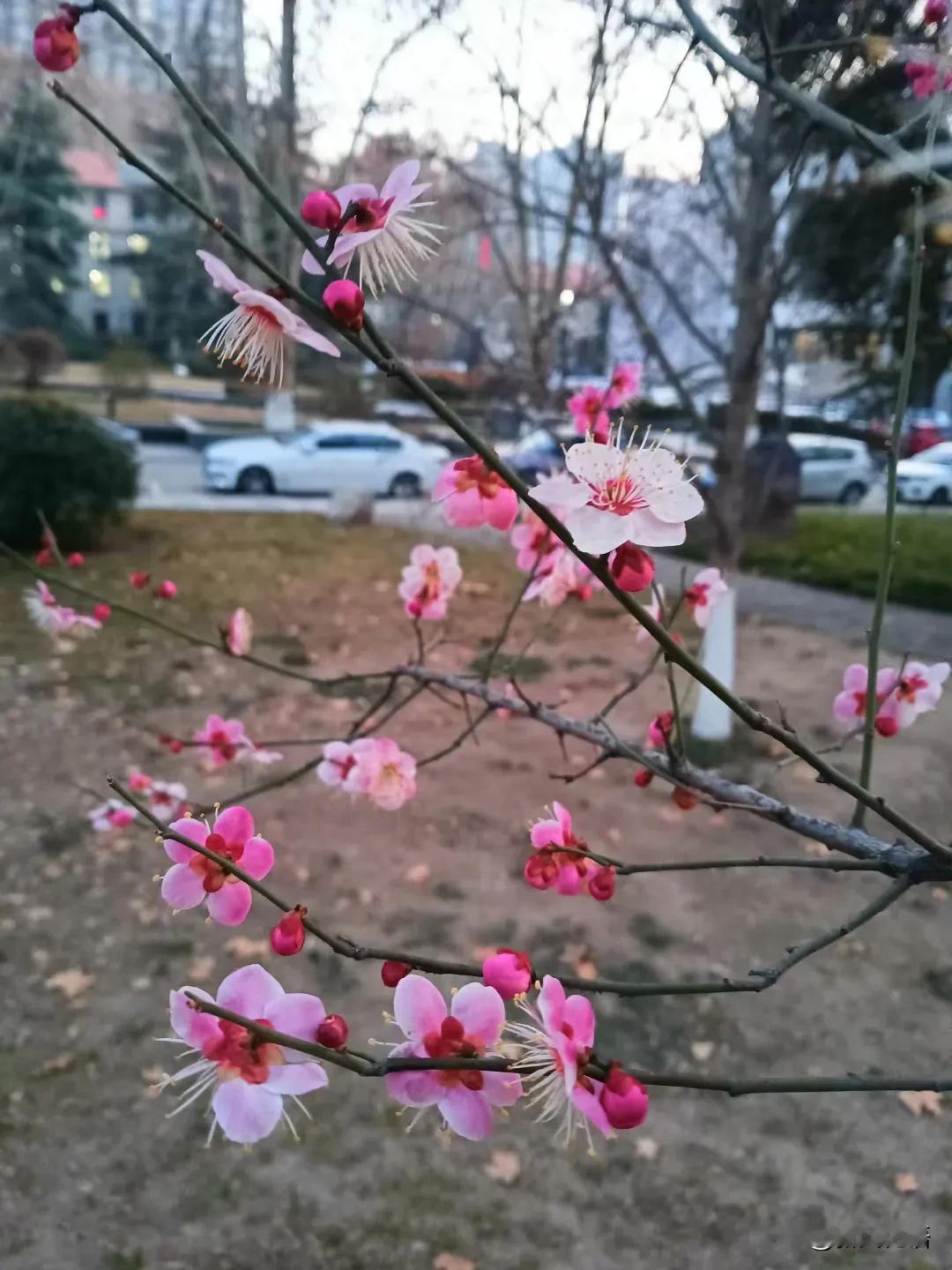 春日生活打卡季攻心计！[笑哭]

今天是我家大龙先生的生日，一大早我给他发了个红