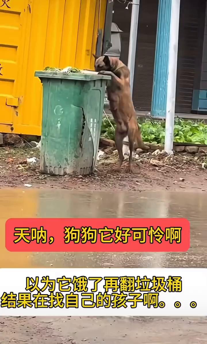 狗狗它好可怜，以为它饿了再翻垃圾桶，结果在找自己的孩子。它的孩子都没了，它该怎么