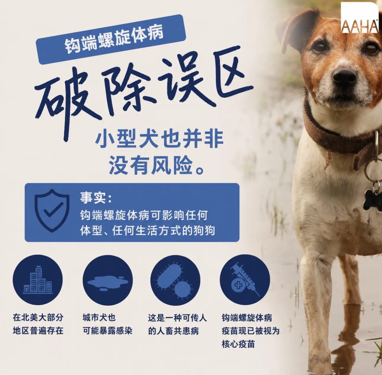 钩端螺旋体感染风险并非只存在于乡村大型犬。2022版AAHA犬疫苗指南...