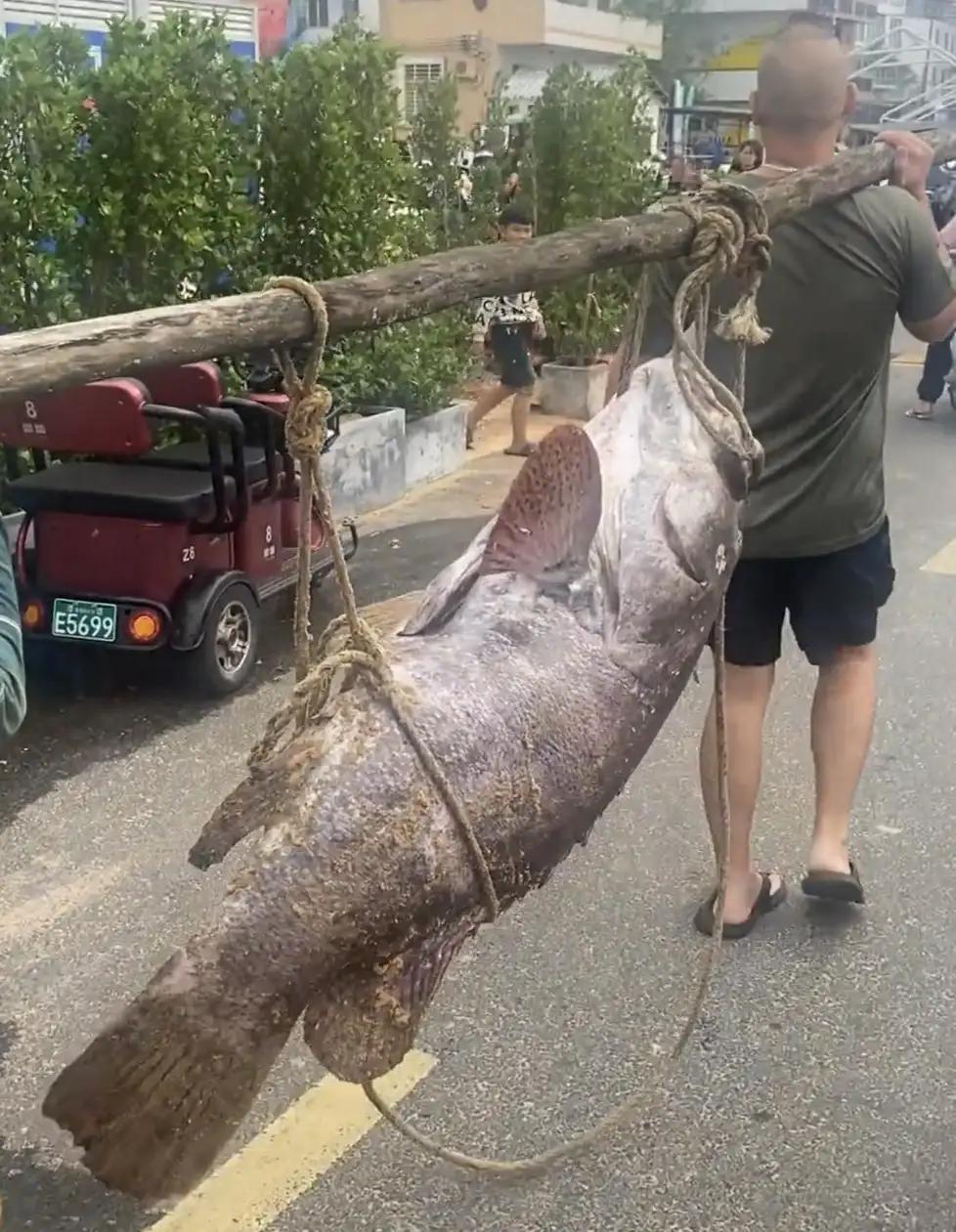 海口渔民捞到160斤“鱼王”！两人抬着过秤，围观群众惊呆：这体型快赶上猪了！

