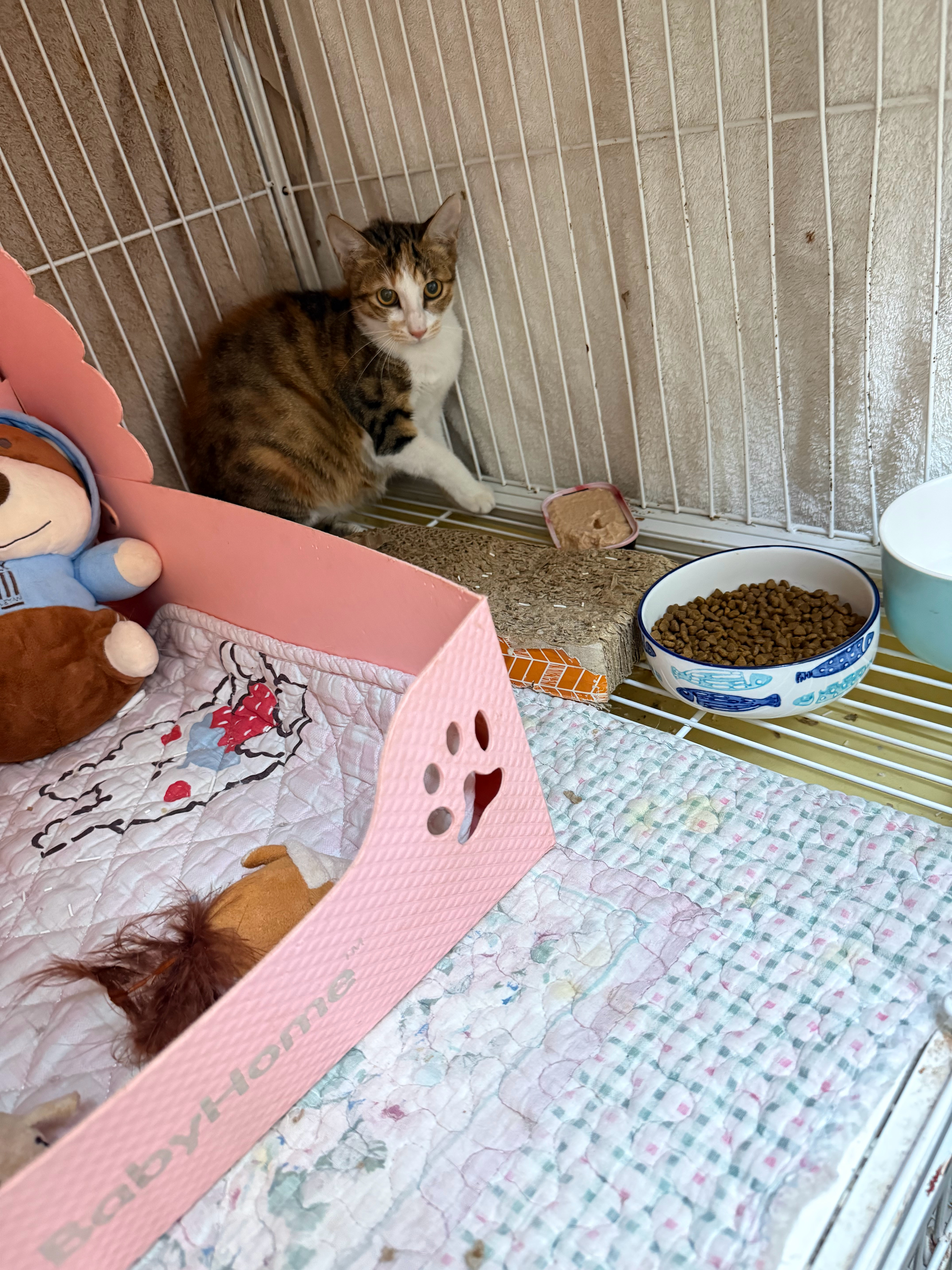 桂兰也快生了🤰流浪猫