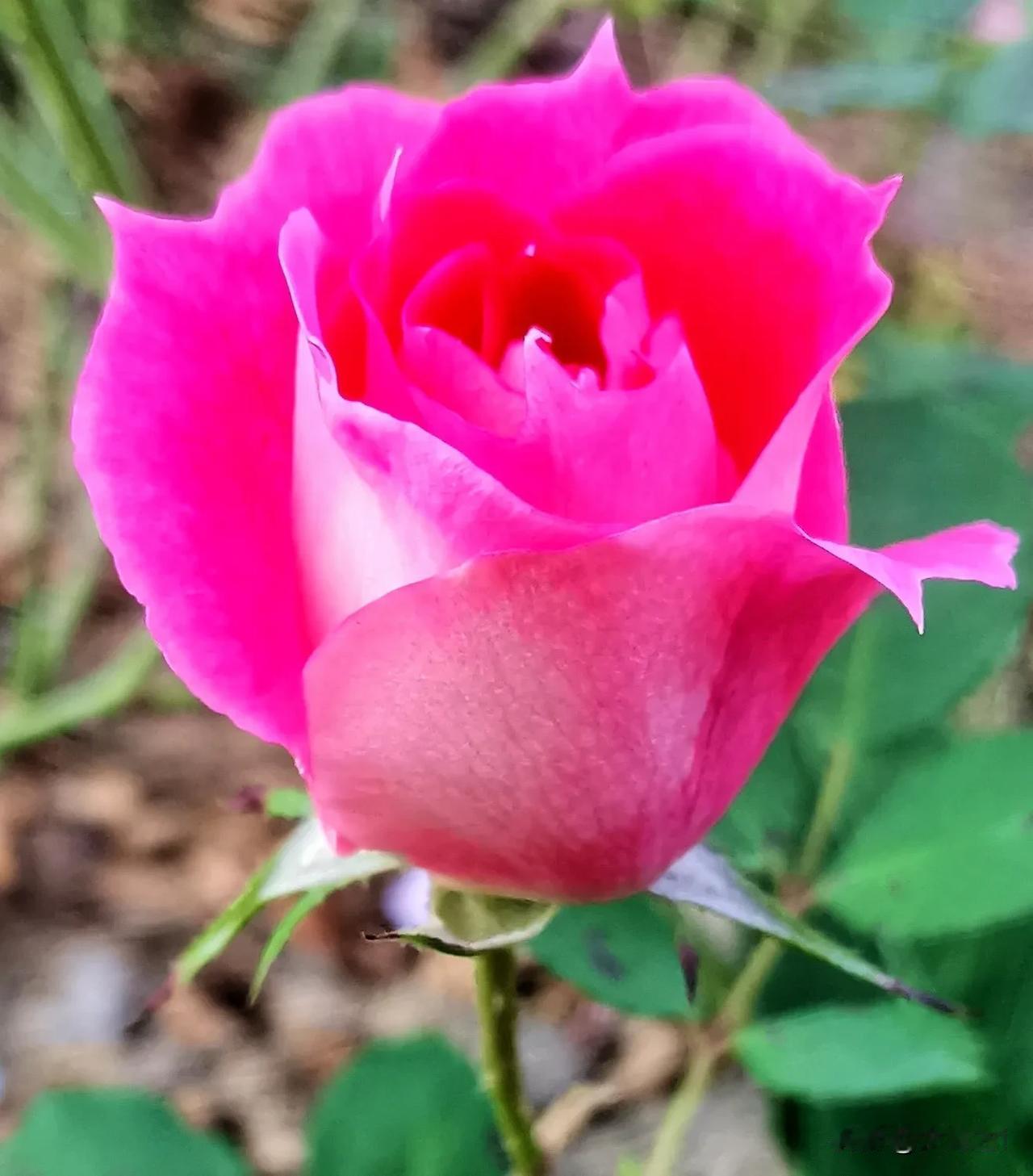 （原创）
月季花赏析
大同市平城区御河东岸生态园随拍
#秋季花草随拍# #月季花