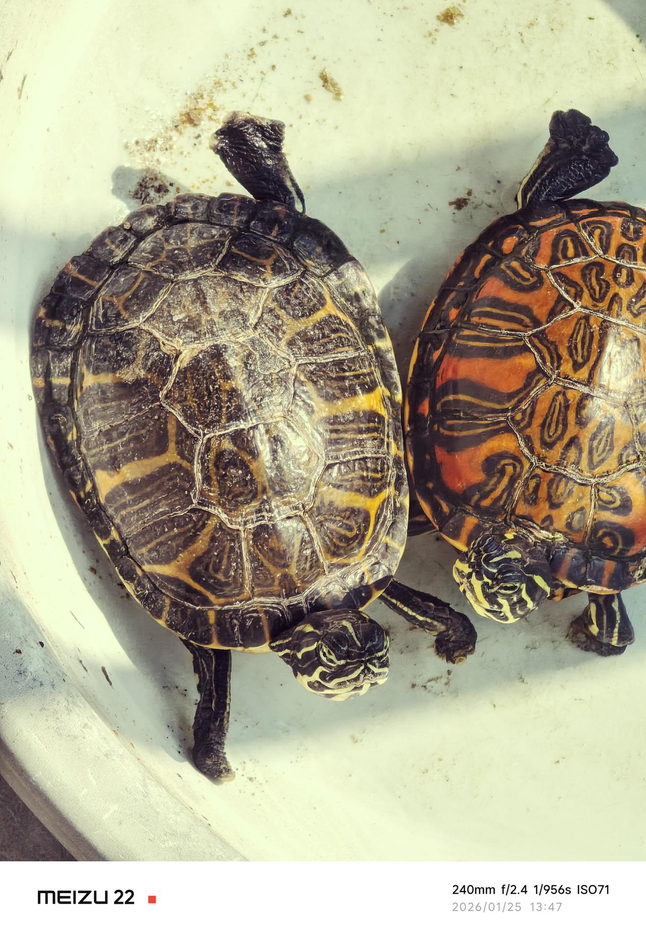 阳光浴，比人还懂享受。