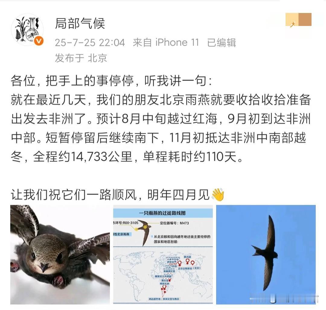 北京雨燕让我重新认识了大自然，每一个物种都有其独特的魅力。很多人以为燕子秋天只是
