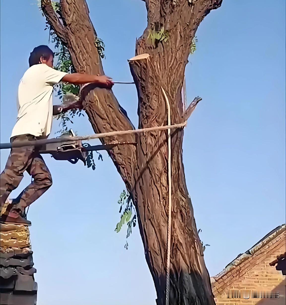 广东广州，男子发现邻居家2棵荔枝树，长到自家房屋外墙，遮光还碍事，也没和邻居商量