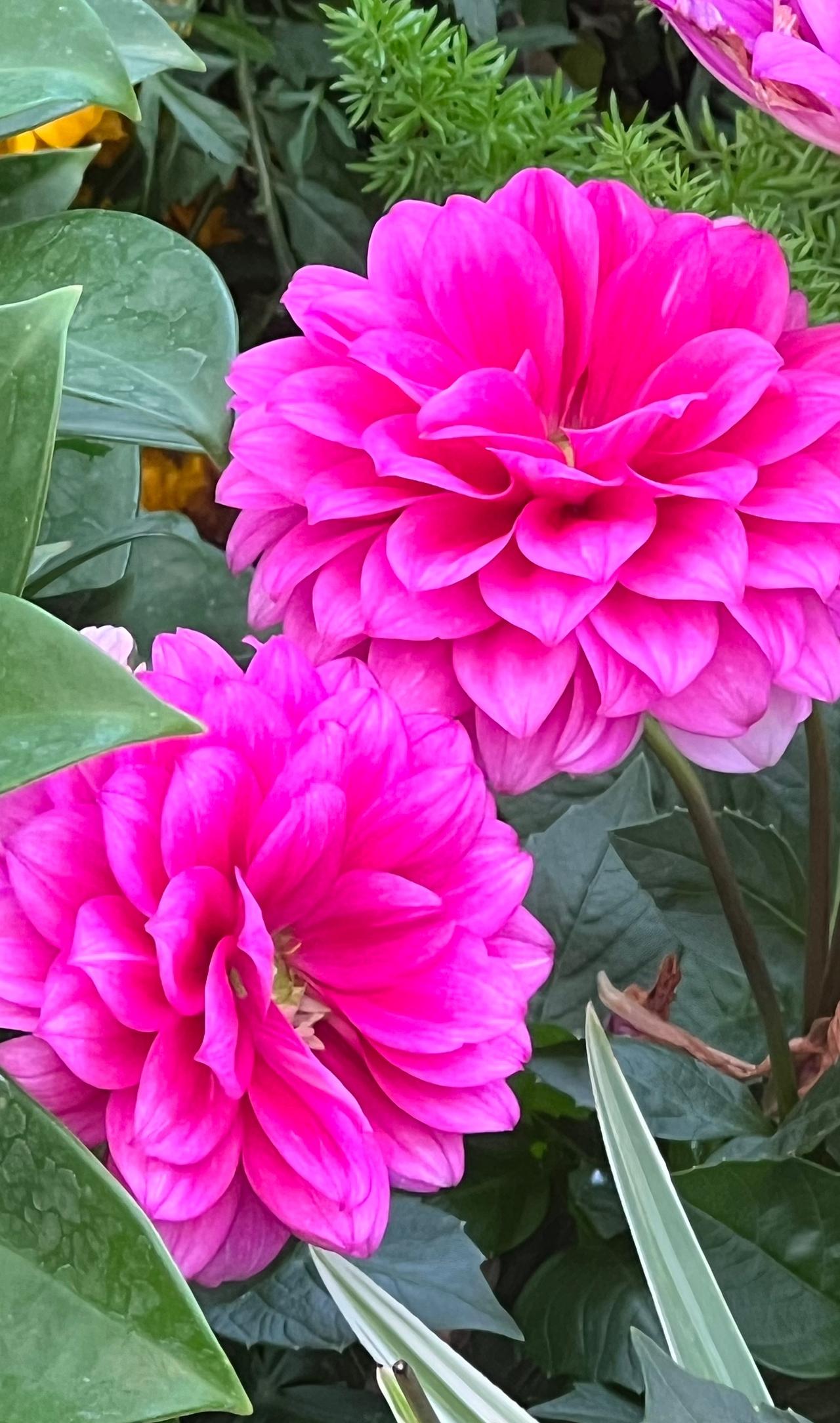 分享绝美花朵春日赏花：粉黛争艳，娇美耀眼、靓丽夺目、花间醉人。